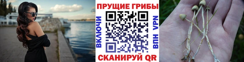 Псилоцибиновые грибы мицелий  цена   Гусь-Хрустальный 